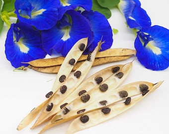 Semillas de flor de guisante mariposa azul para plantar / Clitoria Ternatea / Aparajita