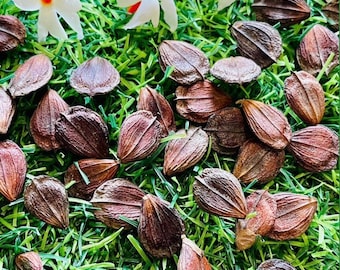 Semillas frescas de jazmín coral de Ceilán para siembra / Semillas orgánicas de jazmín de floración nocturna, sin OMG