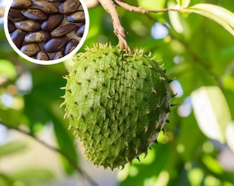 Más de 10 semillas de guanábana para plantar / Annona Muricata / Graviola / 100% naturales y orgánicas de Ceilán