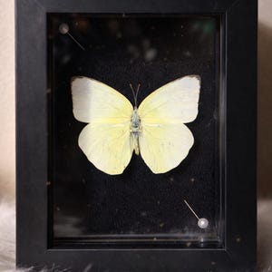May include: A framed butterfly specimen with a black frame. The butterfly has pale yellow wings and is pinned to a black background. Two pins are visible, one on each side of the frame. The frame is rectangular.