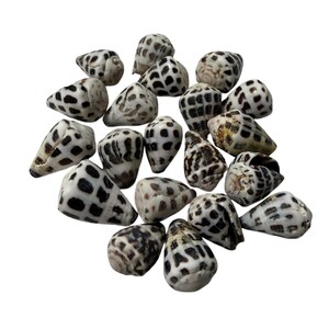 May include: A collection of seventeen cone shells, each featuring a distinct white base colour with dark brown to black square or rectangular spot patterns arranged in rows across the exterior surface of the conical shaped marine mollusk shells.
