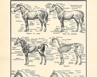 Horse hoof anatomy teaching chart sectional anatomical equine | Etsy