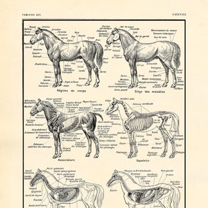 INSTANT DOWNLOAD Anatomy of Horses Muscles Skeleton Equine Veterinary Horse Lover Gift Poster Print Printables