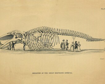 INSTANT DOWNLOAD Unusual Minke Whale Great Northern Rorqual Skeleton Marine Mammal Poster