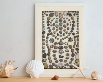 INSTANT DOWNLOAD Seashells Moon Shells Colorful Sea Fauna Poster Print Beach House Decor Wall Art Printables