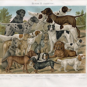 Op de afbeelding: Een vintage illustratie met 14 verschillende hondenrassen, waaronder een Duitse Korthaar, een Bloodhound en een Dackel. De honden zijn in verschillende poses afgebeeld, en de illustratie is voorzien van de namen van de verschillende rassen in het Duits.