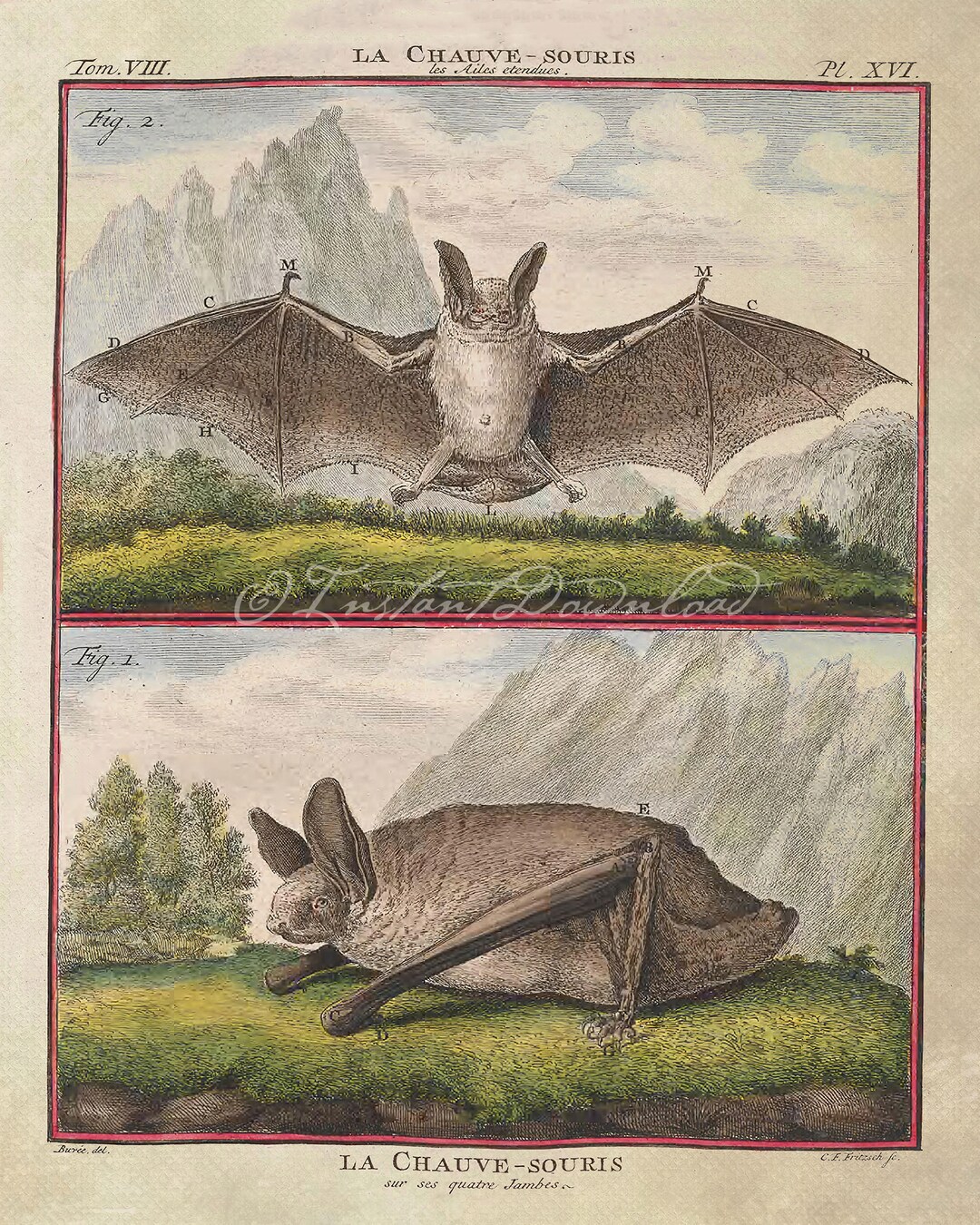 POSTER PRINT Spooky Bats Poster Print Antique Halloween Party Decor ...
