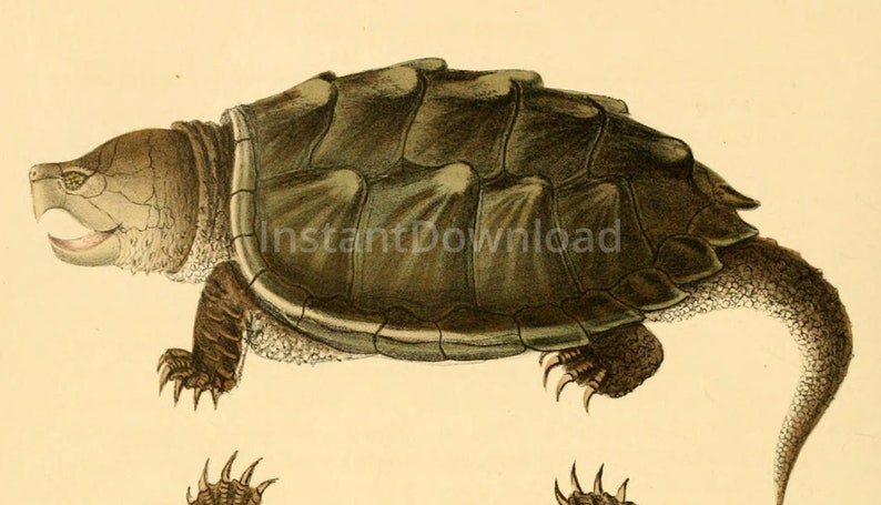 INSTANT DOWNLOAD Alligator Snapping Turtle Reptile Poster - Etsy