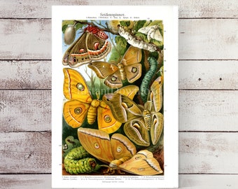 SOFORTIGER DOWNLOAD Seidenmotte Poster Druck druckbare Kunst Schmetterling Clipart