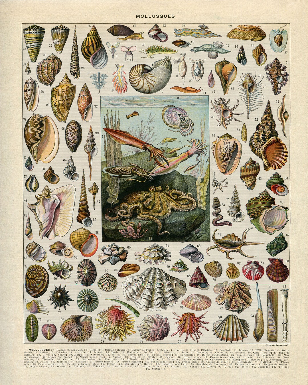 INSTANT DOWNLOAD Seashells Sea Shells Ocean Fauna Octopus