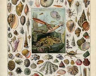 INSTANT DOWNLOAD Seashells Sea Shells Ocean Fauna Octopus