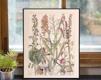 INSTANT DOWNLOAD Bird's Nest Orchid, Red Helleborine, Autumn Lady's Tresses Botanical DIY Poster Print Printables