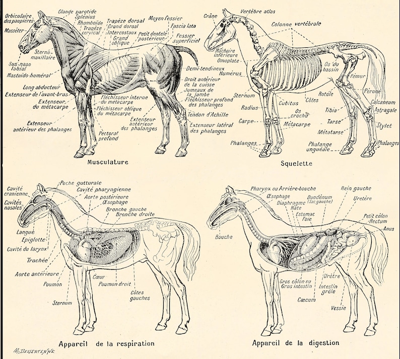 INSTANT DOWNLOAD Anatomy of Horses Muscles Skeleton Equine | Etsy