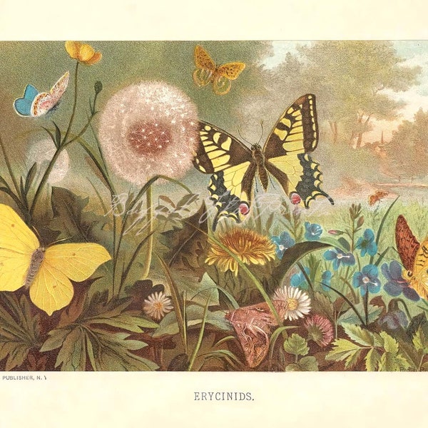 INSTANT DOWNLOAD Colorful Butterflies Moths & Dandelion Flower Brehms Insects Farm and Country Scene