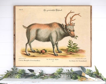 INSTANT DOWNLOAD Greenland Reindeer Caribou Poster Print Christmas Decor Poster Farmhouse Country Decor