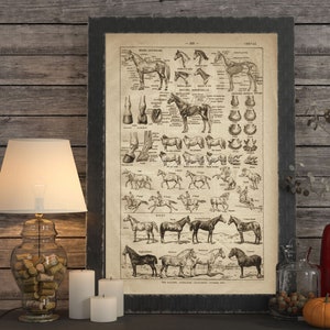 DESCARGA INSTANTÁNEA Razas de caballos Esqueleto envejecido Equino Veterinario Regalo para amantes de los caballos Arte de pared de caballos Decoración de granja Póster Impresión Imprimibles