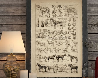 INSTANT DOWNLOAD Breeds of Horses Aged Skeleton Equine Veterinary Horse Lover Gift Horse Wall Art Farmhouse Decor Poster Print Printables