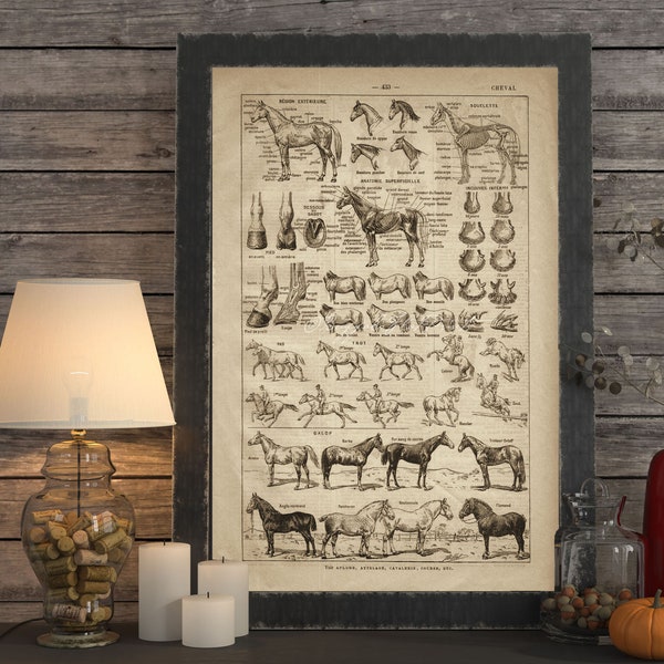 INSTANT DOWNLOAD Breeds of Horses Aged Skeleton Equine Veterinary Horse Lover Gift Horse Wall Art Farmhouse Decor Poster Print Printables