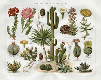 INSTANT DOWNLOAD Botanical Flowers Cactus Wall Art Succulents Decor