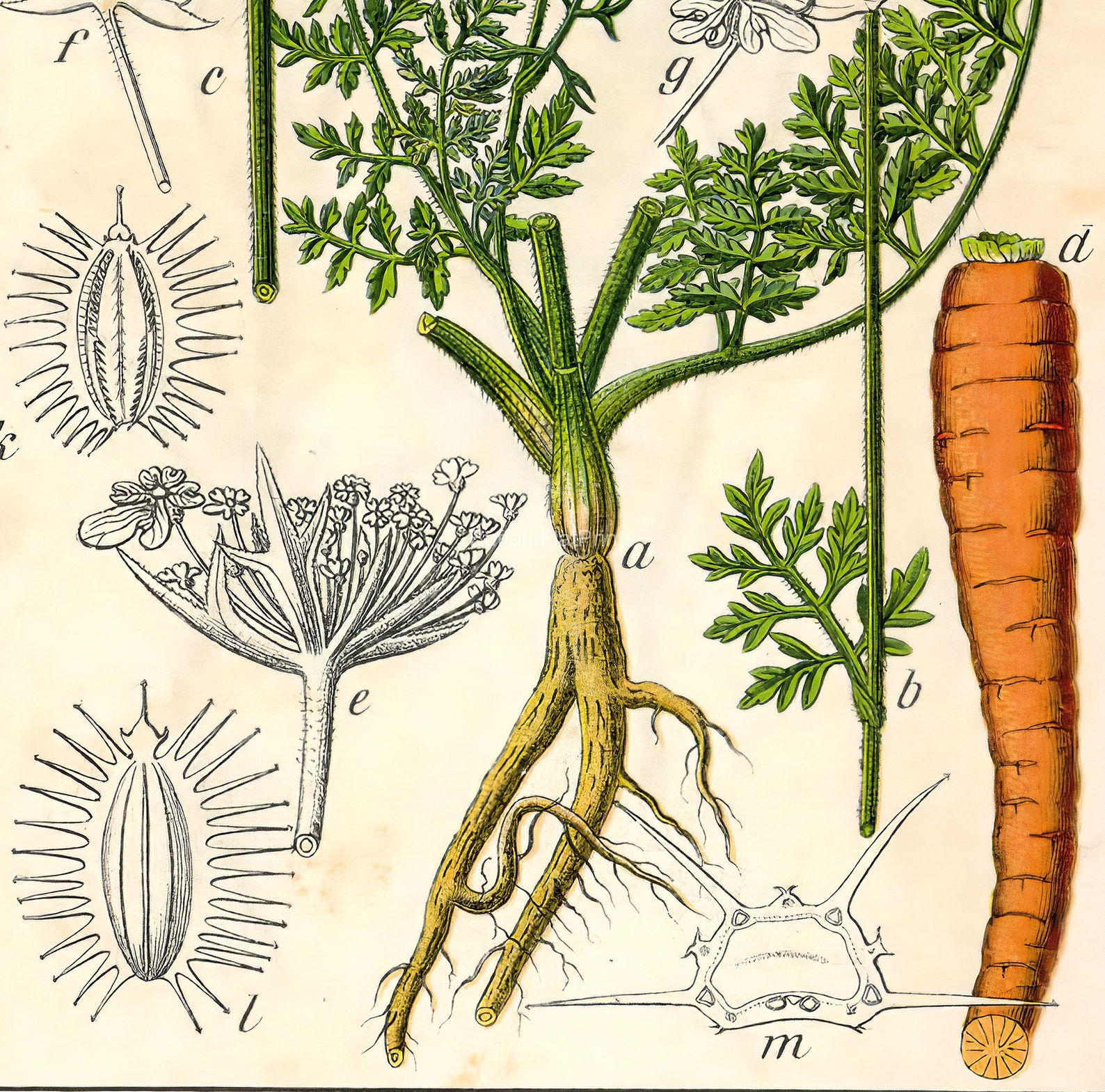 INSTANT DOWNLOAD Kunstdruck Königin Anne Spitze wilde Karotte | Etsy