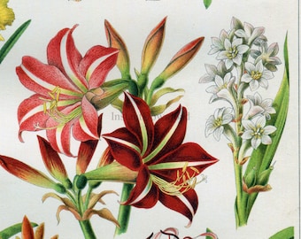 INSTANT DOWNLOAD Amaryllis Types of Flowers Bulb Plants Poster 12x18 and Smaller