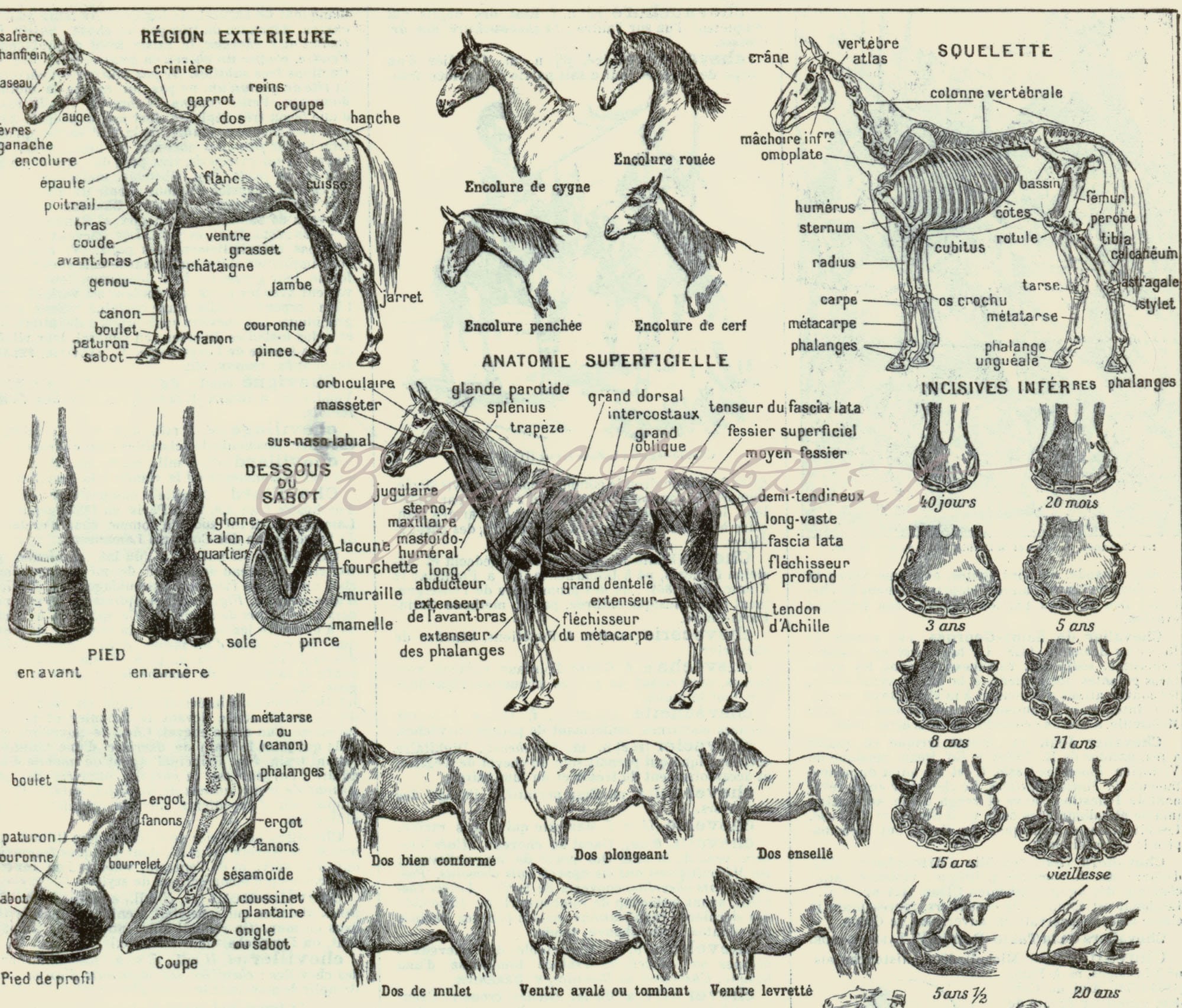 INSTANT DOWNLOAD Horse Anatomy Poster Prints 4 Equine Anatomy Etsy