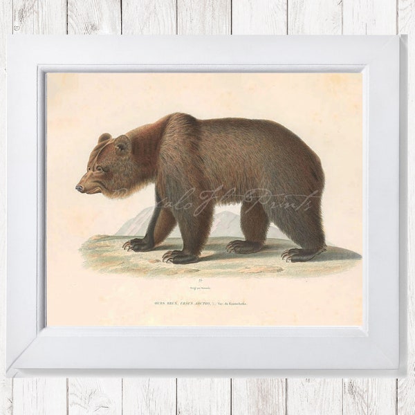 INSTANT DOWNLOAD Brown Bear Ursus Arctos Large Mammals Big Game Hunting Bear Wall Art Poster Cottage Cabin Decor Natural History