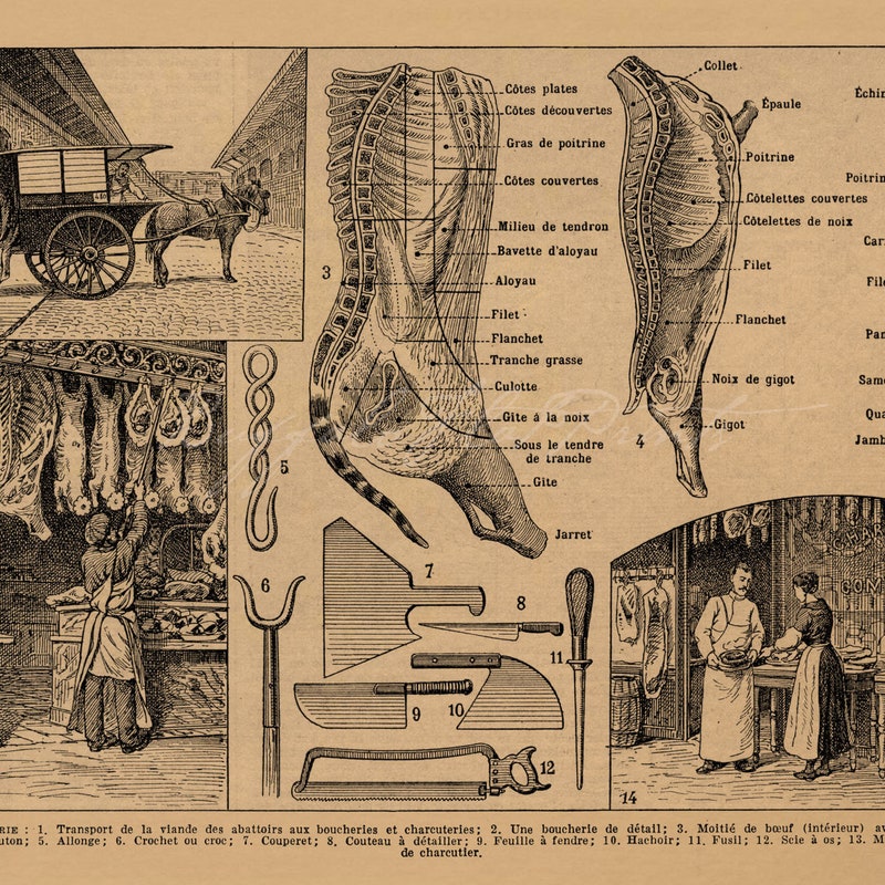 Cuts of Meat - Etsy