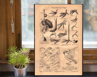 TÉLÉCHARGEMENT IMMÉDIAT Pièces d'anatomie d'oiseau Pieds Organes Types de projets de loi Cadeau pour amoureux des oiseaux, Affiche d'art mural Ornithologie