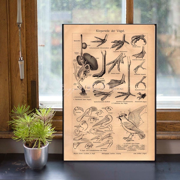 INSTANT DOWNLOAD Bird Anatomy Parts Feet Organs Types of Bills Bird Lover Gift Wall Art Poster Ornithology