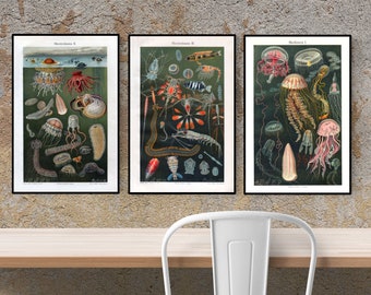 INSTANT DOWNLOAD Ocean Fauna 3 Poster Print Set Jellyfish Shrimp Beach Decor Printables