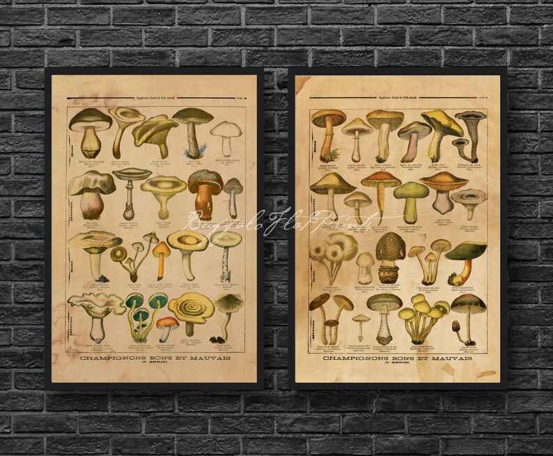 INSTANT DOWNLOAD 2 Print Set Mushrooms Toadstools Fungi Wall Art Rustic Kitchen Decor Woodland Print Botanical Printables image 1