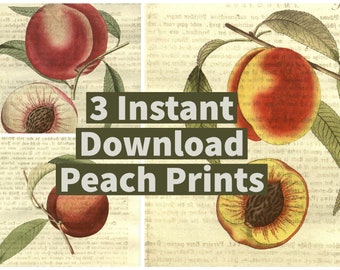 3 INSTANT DOWNLOADS Peaches Prints Fruit Prints Antique Peach Print on Book Page Background