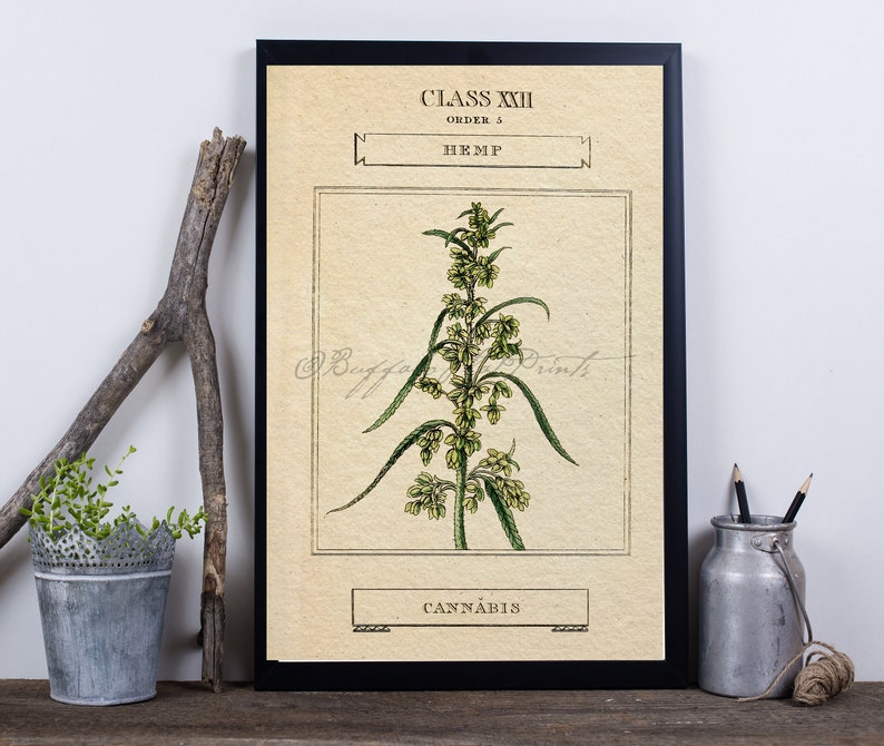 Art Print Marijuana Cannabis Sativa Botanical Poster Print 6x9 to 24x36
