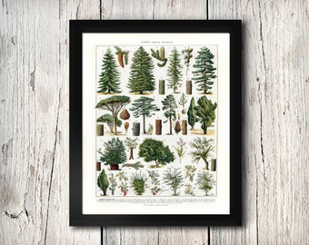 INSTANT DOWNLOAD Antique Evergreen Trees Cones Botanical Print Poster Print Larousse French Printables