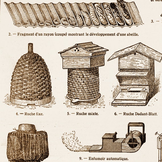 Apiary Honey Bees Insects Making Honey Skep Hive Poster Print Larousse