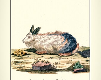 Scruffy Bunny Rabbit - Etsy