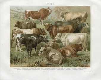 INSTANT DOWNLOAD Cows Bulls Calves Dairy Herd print 1800s
