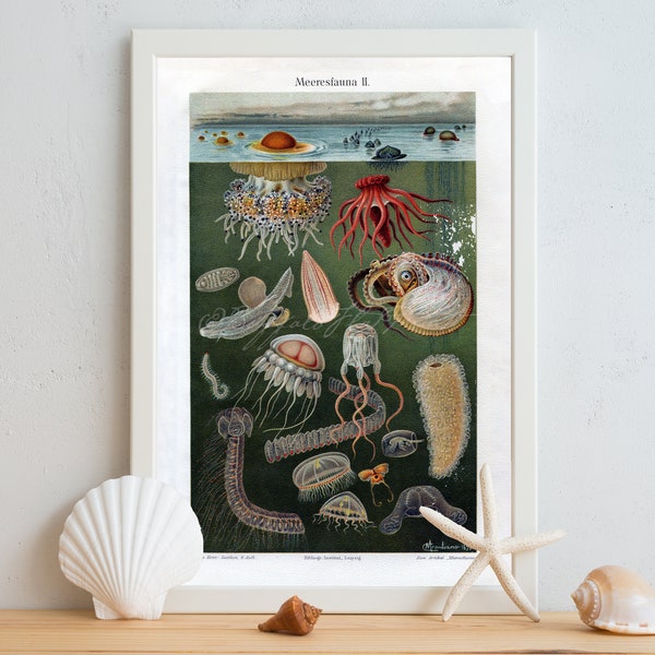 INSTANT DOWNLOAD Ocean Fauna Jellyfish Nautilus Octopus Beach Decor Poster Print Printables Meyers Lexikon