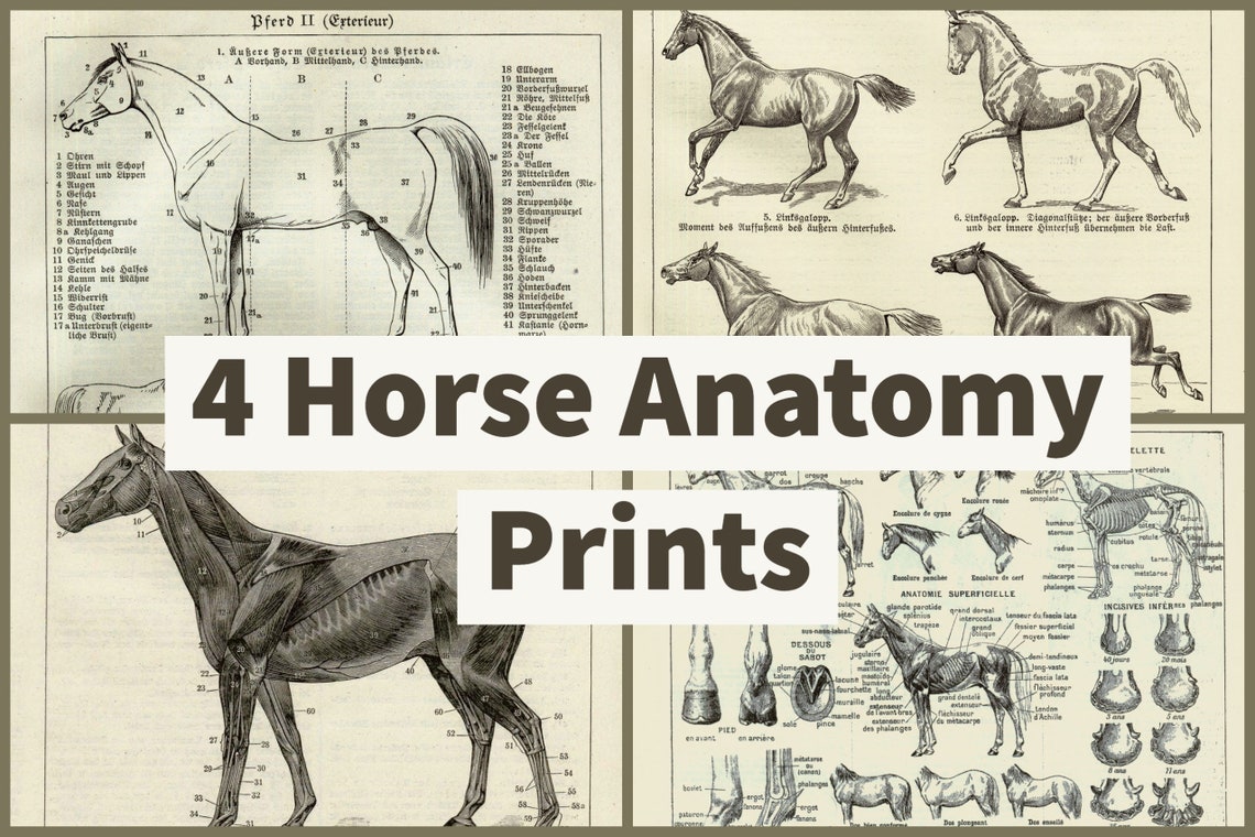 INSTANT DOWNLOAD Horse Anatomy Poster Prints 4 Equine Anatomy Etsy