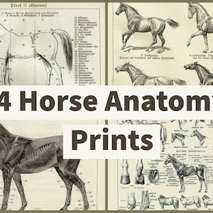 DESCARGA INSTANTÁNEA Pósteres impresos de anatomía del caballo 4 impresiones de arte de pared imprimibles de anatomía equina para amantes de los caballos