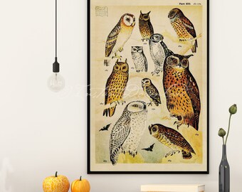 INSTANT DOWNLOAD Spooky Halloween Owls Barn Owl, Long-eared Owl, Short-eared Owl, Tawny Owl, Snowy Owl,  Little Owl Poster Print Printable