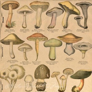 INSTANT DOWNLOAD Mushrooms Toadstools Fungi Colorful and Unique Rustic Cabin Decor Art Print Poster Printables image 2