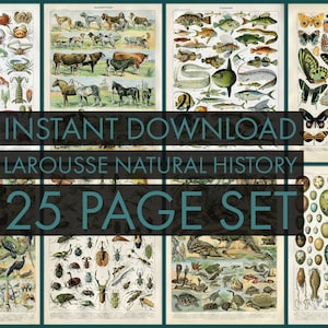 INSTANT DOWNLOAD 25 Page Set Larousse Natural History Mammals Fish Birds Insects Butterflies Sea Creatures