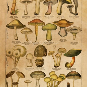 INSTANT DOWNLOAD 2 Print Set Mushrooms Toadstools Fungi Wall Art Rustic Kitchen Decor Woodland Print Botanical Printables image 5