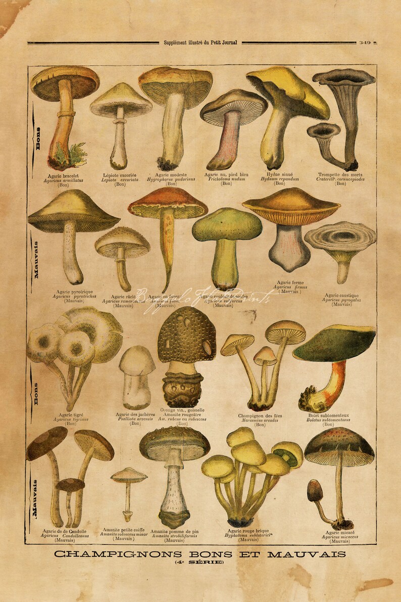 INSTANT DOWNLOAD 2 Print Set Mushrooms Toadstools Fungi Wall Art Rustic Kitchen Decor Woodland Print Botanical Printables image 5