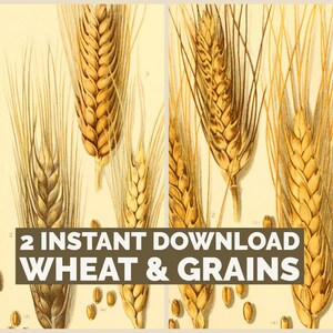 以下が含まれることがあります： ヴィンテージの植物図鑑で、小麦と穀物を描いています。この画像は、さまざまな生育段階にある小麦の穂と個々の穀物の詳細な図面を示しています。「2 INSTANT DOWNLOAD WHEAT & GRAINS」というテキストが太字で表示されています。