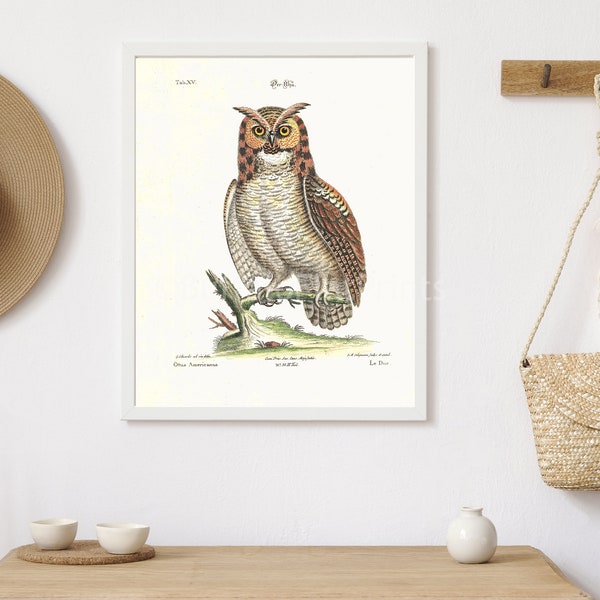 INSTANT DOWNLOAD Screech Owl Bird Print Owl Lover Gift Ornithology Poster Primitive Farmhouse Decor Cabin Decor Poster Print Printables