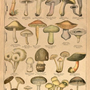 INSTANT DOWNLOAD Mushrooms Toadstools Fungi Colorful and Unique Rustic Cabin Decor Art Print Poster Printables image 3