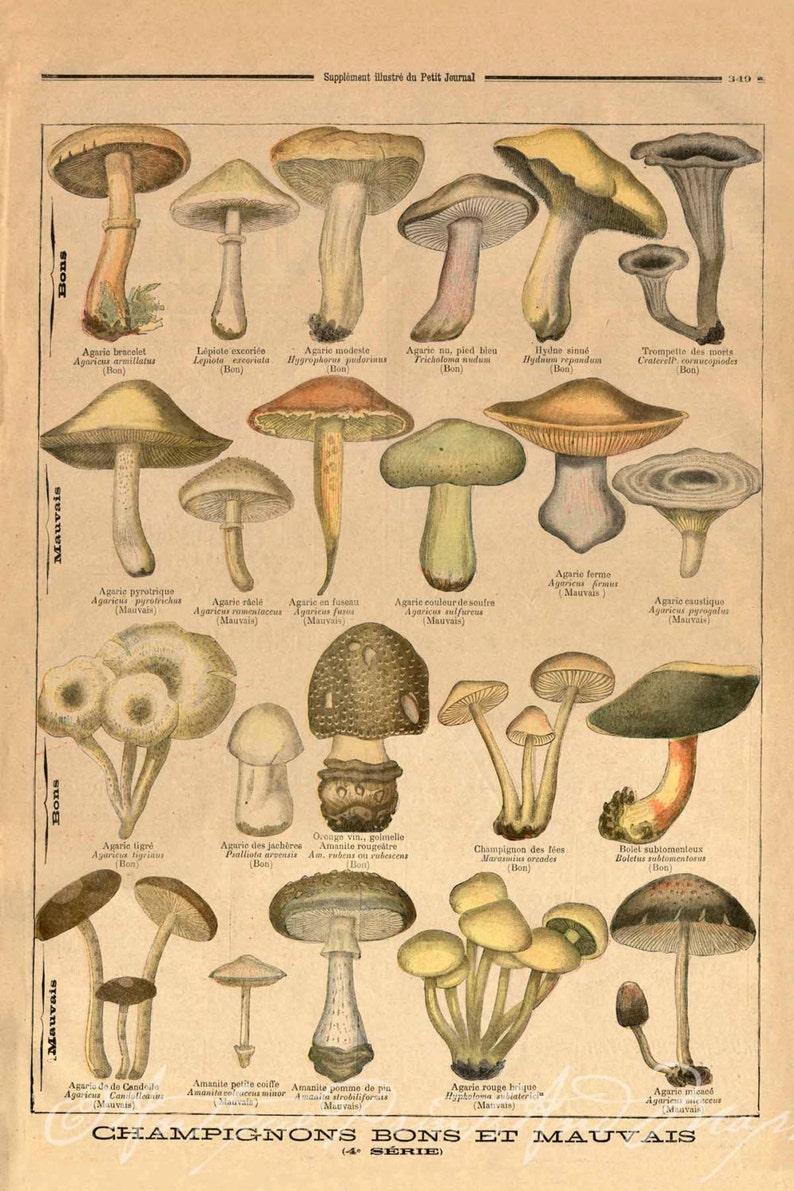 INSTANT DOWNLOAD Mushrooms Toadstools Fungi Colorful and Unique Rustic Cabin Decor Art Print Poster Printables image 3